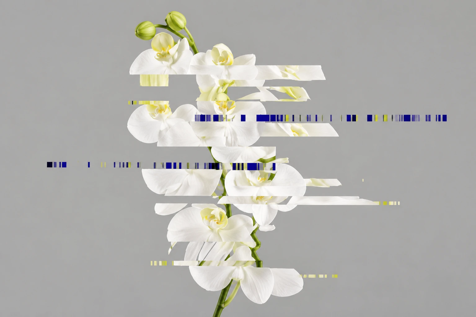 A botanical form viewed through structured layers